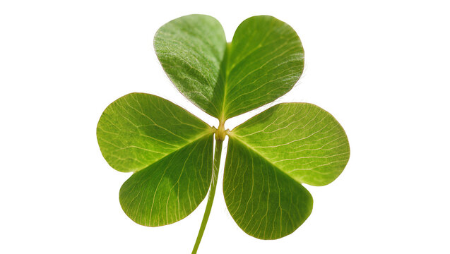 Vibrant green clover leaf with delicate veins, isolated on transparent background