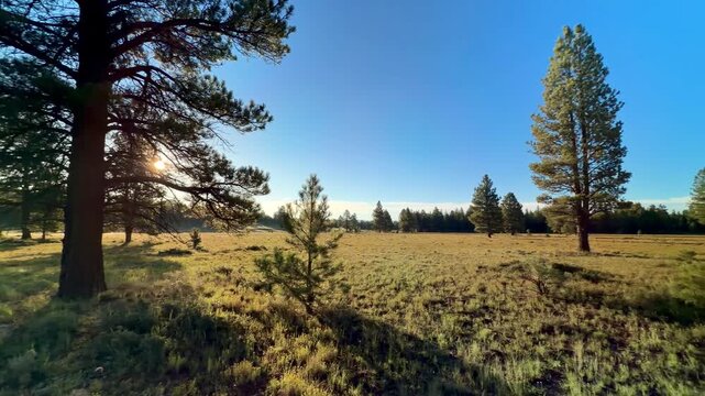 Tall pine trees scattered across a sunlit mountain meadow beneath a clear blue sky near Duck Creek in Dixie National Forest, Utah.