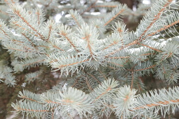 Soft snowflakes rest on the sharp needles of a blue spruce tree branch outdoors during a calm winter morning while the woods remain quiet and cold © vannet