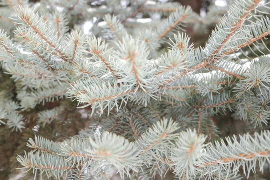 Soft snowflakes rest on the sharp needles of a blue spruce tree branch outdoors during a calm winter morning while the woods remain quiet and cold