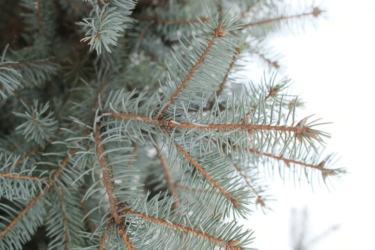 Sharp needles of a Blue Spruce tree branch stretch out against a bright background during a cold winter day while the plant remains dormant in the natural outdoors