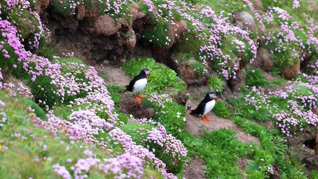 Atlantic Puffin on the cliffs of Sumburgh Head, Shetland, Scotland, United Kingdom