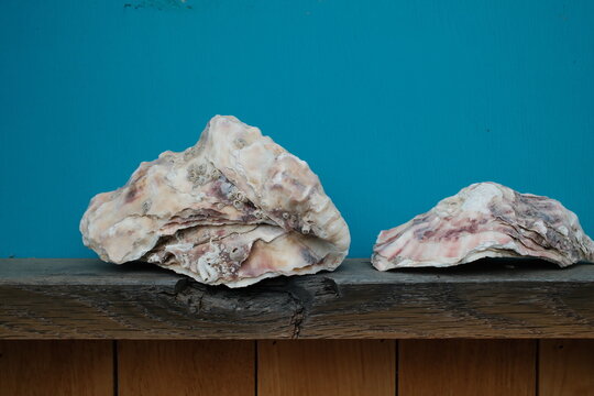 Large white oyster shells rest on a rustic wooden shelf against a bright blue wall during the day showcasing natural textures and marine details in an indoor space