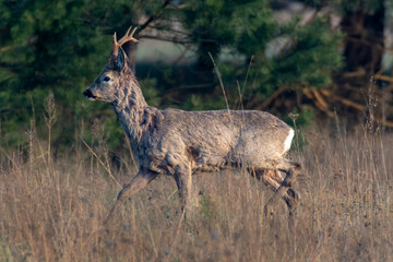 Roe deer buck walking through dry grass field in autumn, wildlife photography © Bartomiej Kamiński