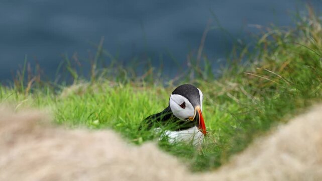 Atlantic Puffin collecting grass for its burrow on the cliffs of Sumburgh Head, Shetland, Scotland, United Kingdom