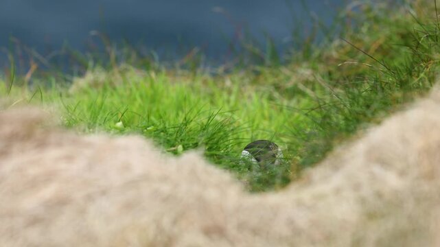 Atlantic Puffin collecting grass for its burrow on the cliffs of Sumburgh Head, Shetland, Scotland, United Kingdom