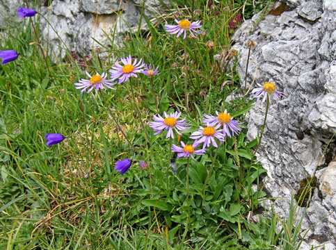 capolini di astro alpino (Aster alpinus) e chiara roccia dolomitica