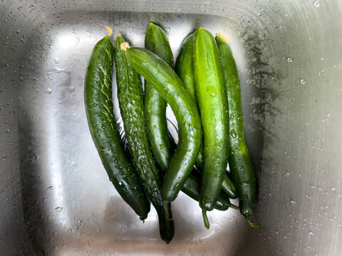 Freshly picked harvest Asian cucumbers from home garden being washed in kitchen sink
