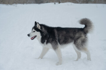 Siberian husky dog running away in deep snow towards winter forest © Михаил Решетников