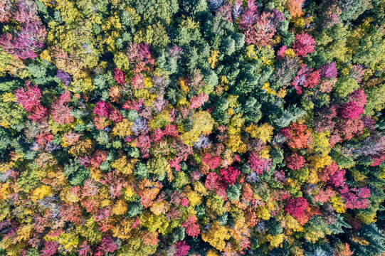 Brilliant fall colors on the Kancamagus Highway - Autumn