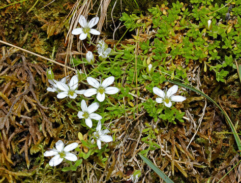bianchi fiorellini di arenaria (Arenaria ciliata) tra il muschio