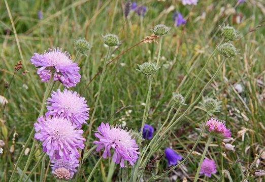 rosei capolini e fiori appassiti di ambretta (Knautia longifolia)