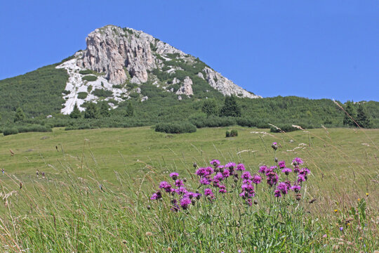 un ciuffo di centaurea (Centaurea scabiosa) sotto il Corno Bianco; Val di Fiemme, Trentino
