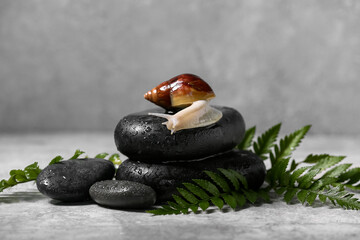 Snail, spa stones and leaves on grey background © Pixel-Shot