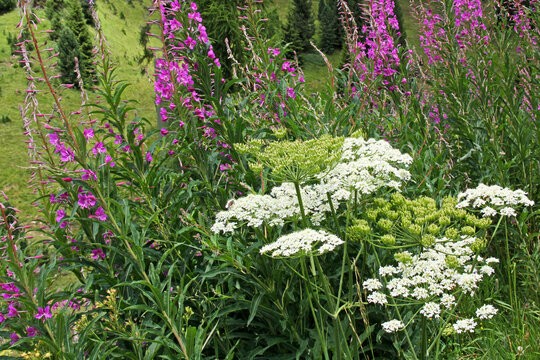 ombrelle di panace comune (Heracleum sphondylium) e spige di epilobio (Hepilobium angustifolium)