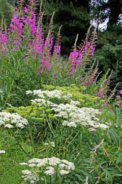 ombrelle di panace comune (Heracleum sphondylium) e spige di epilobio (Hepilobium angustifolium)
