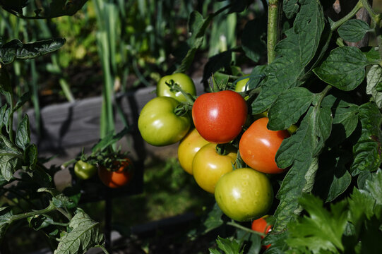 Close-up of ripe and unripe tomatoes growing on a tomato plant in a home vegetable garden