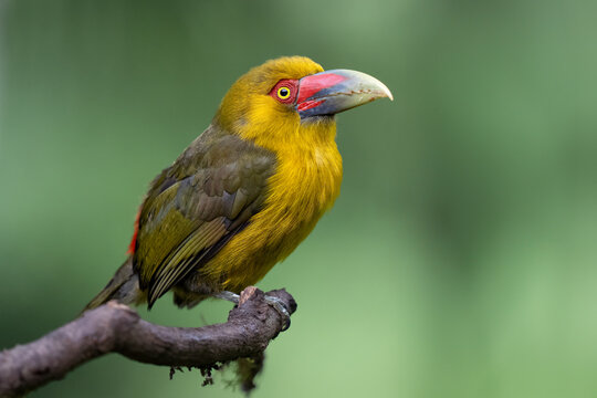 The saffron toucanet or banana aracari (Pteroglossus bailloni) perched on a branch in Atlantic Forest ( Mata Atl&acirc;ntica), S&atilde;o Paulo, Rio de Janeiro, Brazil.