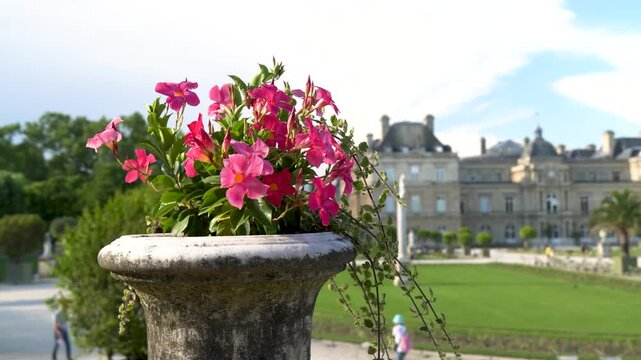 Pink flowers gently sway in the breeze as the camera moves around an ornate planter overlooking Luxembourg Palace in Paris.