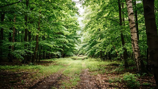 Lush green forest path through dense woodland trees in summer nature landscape