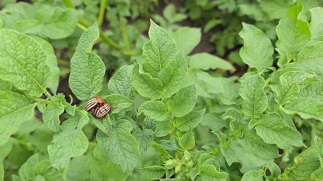 Two colorado potato beetles feeding on green potato plant leaves, causing damage to crop