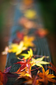 Fallen colorful maple leaves on a park bench on a rainy autumn day, selective focus, blurred background, space for writing