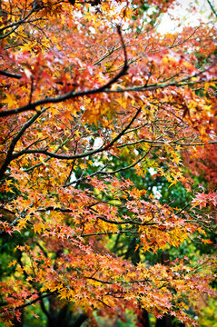 Branches of a colorful maple tree in autumn in a garden