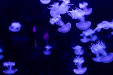 mesmerizing view of glowing jellyfish in a dark aquarium © anyatachka95