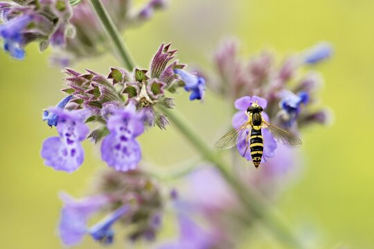 Common long-bellied hoverfly (Sphaerophoria scripta), on a catmint (Nepeta x faassenii) flower, Meienberg, Canton of Aargau, Switzerland