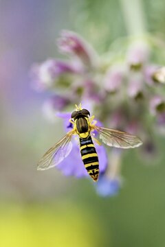 Common long-bellied hoverfly (Sphaerophoria scripta), on a catmint (Nepeta x faassenii) flower, Meienberg, Canton of Aargau, Switzerland