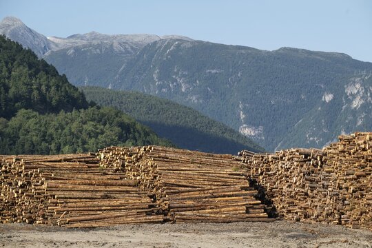 Logs, spruce logs, roundwood, storage, timber industry, Sunndals&oslash;ra, Tingvollfjorden, Sunndal Municipality, M&oslash;re og Romsdal Province, Norway