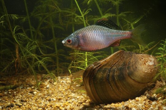 Anodonta cygnea, bitterling, duck mussel, common pond mussel, Rhodeus amarus, Rhodeus sericeus amarus, swan mussel, pond mussel, fish, fishes, river mussel, mussels, pisces, pond mussels