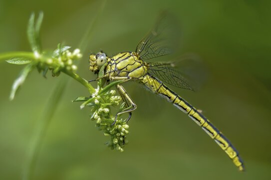 Rivermaids, Gomphidae, Gomphus Pulchellus, Wedgemaid, Western Clubtail, Western Wedge Maiden, Anisoptera, Damselflies, Dragonflies, Insects, Dragonflies, Odonata