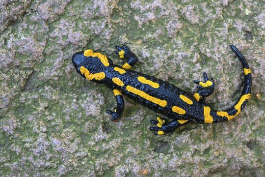 Fire salamander (Salamandra salamandra), Ilsenburg, Saxony-Anhalt, Germany