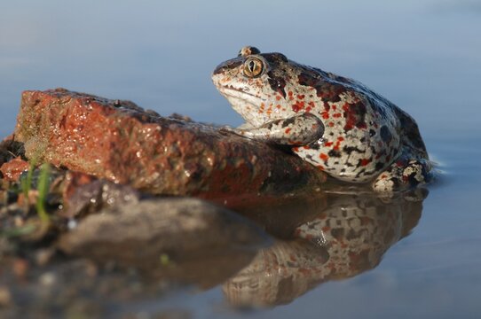 Common spadefoot, garlic toad, pelobates fuscus, amphibians, amphibians, amphibians, amphibians, toads