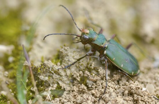 Acari, arachnida, carabidae, cicindela campestris, field sandground beetle, field sandstrider, mite, sandground beetle, arachnids, arthropods, coleoptera, arthropods, green tiger beetle, insects, beetles, ground beetles