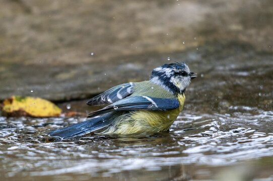 Blue tit, parus caeruleus, bath, bird bath, birds, garden, tits, passeri, songbirds, songbirds, tits, drinking water, birdbath, birds, watering place