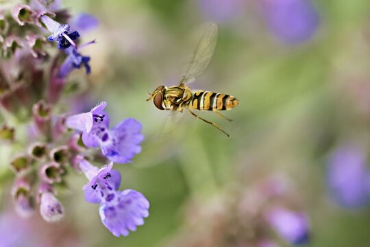 Garden hoverfly (Episyrphus balteatus), approaching the flower of catmint (Nepeta x faassenii), Meienberg, Canton of Aargau, Switzerland
