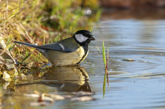 Great tit, great tit, parus major, bath, bird bath, birds, tit, passeri, songbirds, songbirds, tits, potions, birdbath, birds, watering place