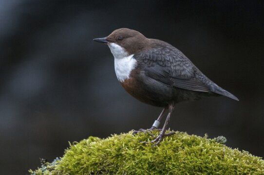 Cinclus cinclus, dippers, birds, passeri, songbirds, songbirds, birds