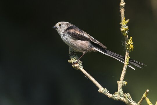 Aegithalos caudate, long-tailed tit, birds, tits, passeri, songbirds, songbirds, tits, birds