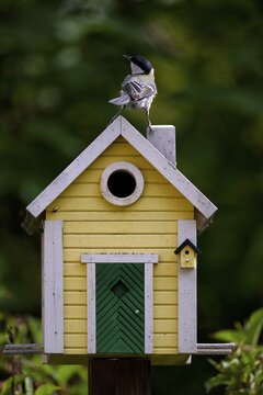 Great tit (Parus major) sitting on yellow bird house, bird house, nesting box, Swedish house, Stuttgart, Baden-W&uuml;rttemberg, Germany