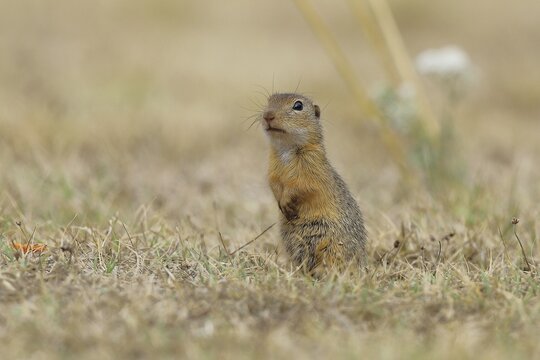 European ground squirrel (Spermophilus citellus) standing upright and alert in a meadow, Burgenland Austria