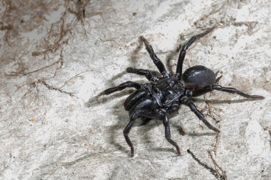 Atypus affinis, common wallpapering spider, mygalomorphae, purseweb spider, tarantula spider, spiders