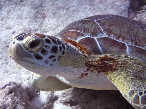 Close-up of a Hawksbill sea turtle (Eretmochelys imbricata imbricata) with conspicuous pattern, dive site John Pennekamp Coral Reef State Park, Key Largo, Florida Keys, Florida, USA