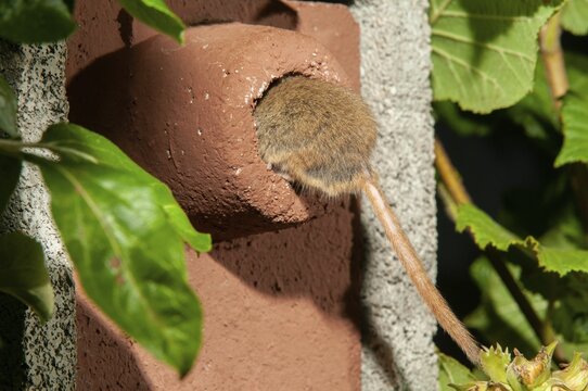 Hazel vole, Hazel dormouse, Muscardinus avellanarius, rodents, rodentia, bilche, dormice, dormouse, mammals, nesting aid, nest box, rodents, sleepers, mammals