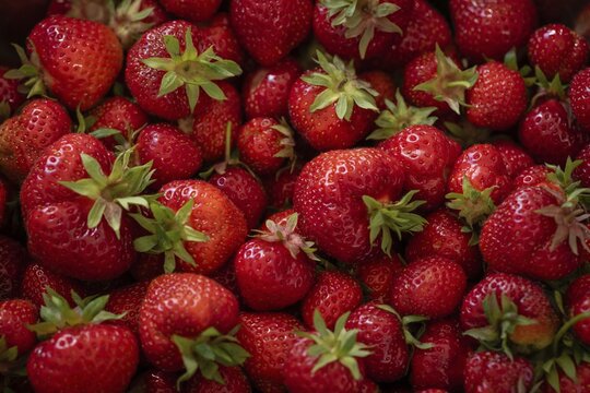 Freshly picked strawberries, Baden-W&uuml;rttemberg, Germany