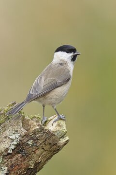 Marsh tit (Parus palustris) sitting on a tree stump, Wilnsdorf, North Rhine-Westphalia, Germany