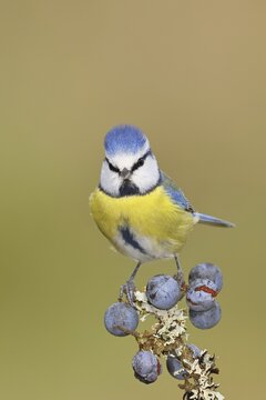 Blue tit (Parus caeruleus), sitting on a branch in a blackthorn bush, (Prunus spinosa), sloes, with ripe fruit, autumn, wildlife, animals, tit family, songbird, birds, Wilnsdorf, North Rhine-Westphalia, Germany