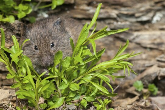 Earth mouse, field vole, microtus agrestis, rodents, Norway, rodentia, short-tailed vole, varanger, mammals, mouse, muroids, rodents, mammals, vole